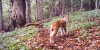 Husky pomáhá: Prales dětem