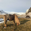 Druhý den - islandské koně