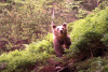 Prales dětem: podzimní monitoring Oko medvěda