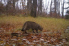 Prales dětem: podzimní monitoring Oko medvěda